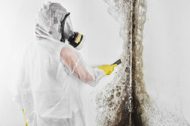 Best Commercial Mold Removal  in Durant, IA