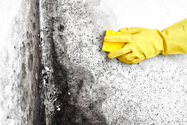 Best Mold Remediation Experts  in Durant, IA
