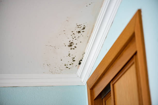 Best Office Mold Removal Services  in Durant, IA