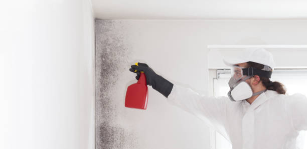 Best Professional Mold Removal  in Durant, IA