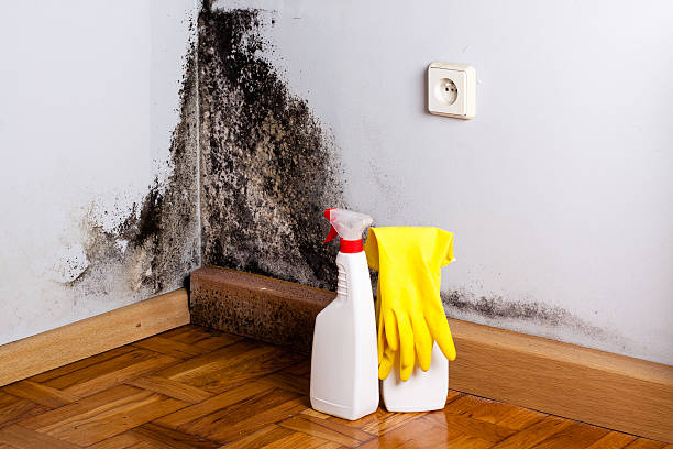 Best Mold Damage Repair  in Durant, IA