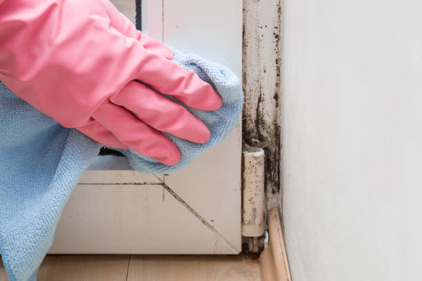 Best Emergency Mold Removal  in Durant, IA