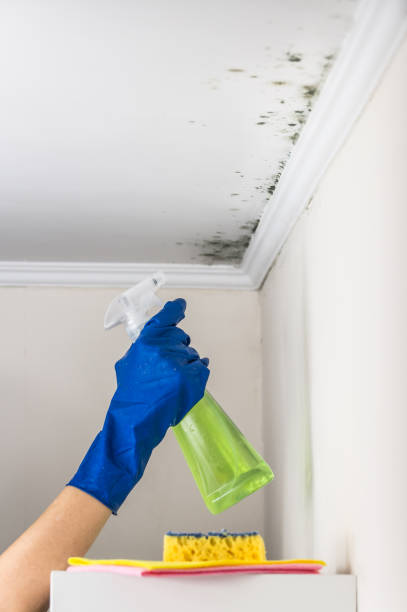 Best Residential Mold Removal  in Durant, IA