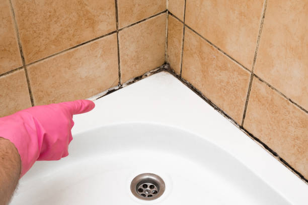 Best Black Mold Removal  in Durant, IA